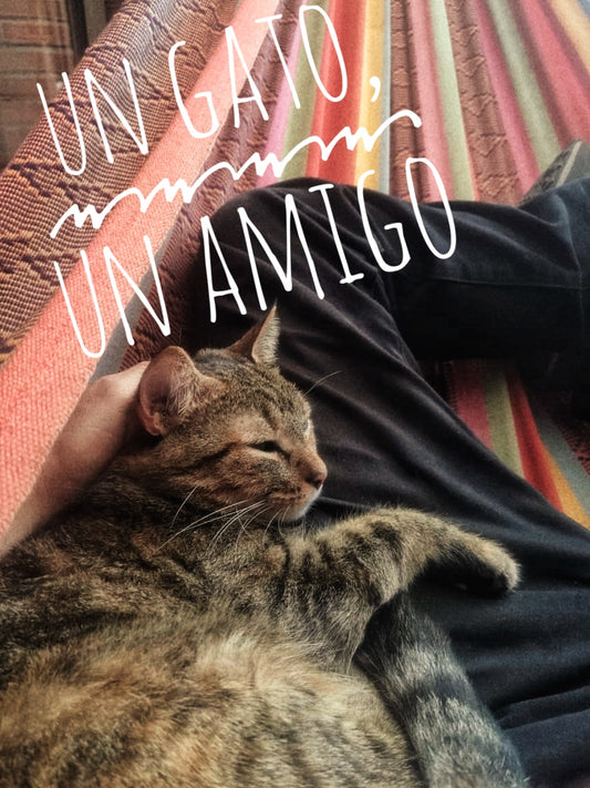 Un Gato, un Amigo