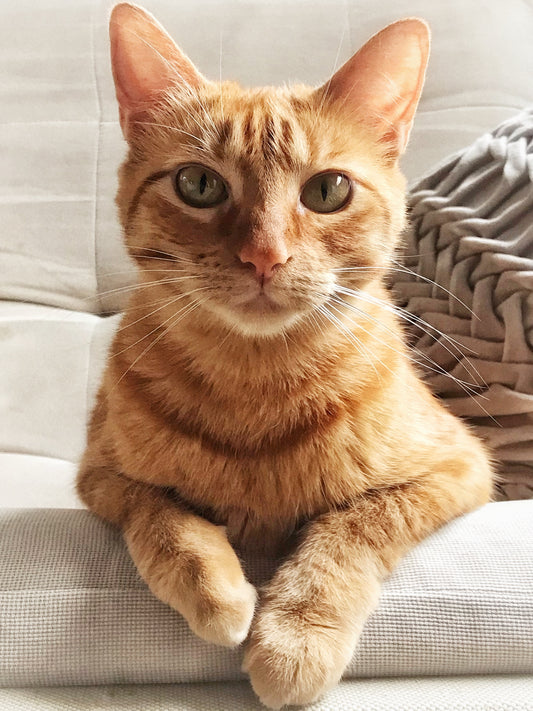 Los Gatos nos Fascinan!