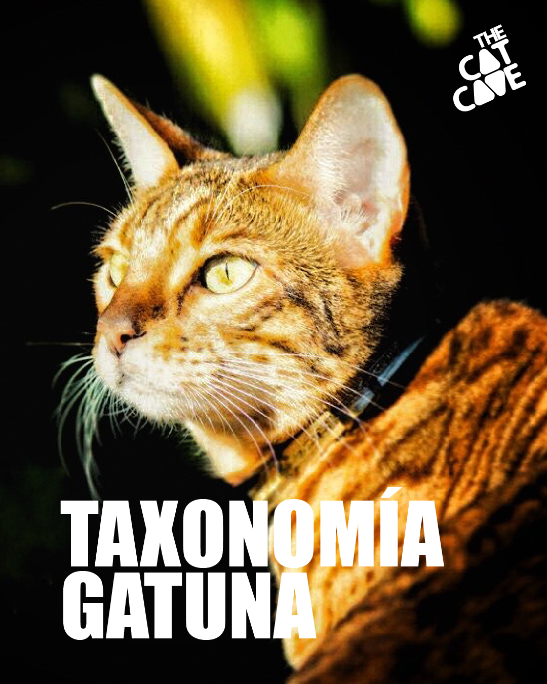 Taxonomía Gatuna